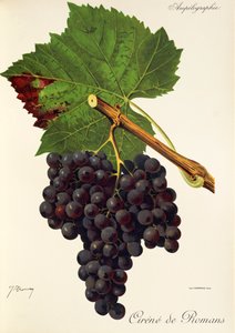 Cirene de Romans drue af J. Troncy af Jules Troncy