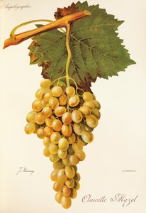 Clairette Mazel drue af J. Troncy af Jules Troncy