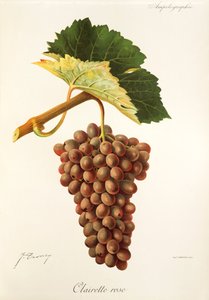Clairette Rose-drue fra J. Troncy af Jules Troncy