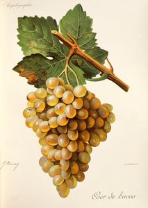 Coeur de Bacco drue, fra Traite General de Viticulture. Ampelografi af Jules Troncy