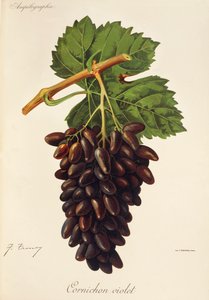 Cornichon Violet drue af J. Troncy af Jules Troncy