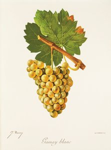 Gamay Blanc drue af J. Troncy af Jules Troncy