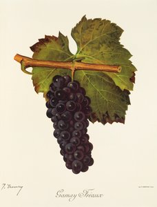 Gamay Freaux drue af J. Troncy af Jules Troncy