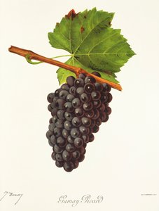 Gamay Picard-drue af J. Troncy af Jules Troncy