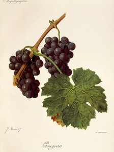 Gougean drue af J. Troncy af Jules Troncy