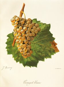 Gouget Blanc drue af J. Troncy af Jules Troncy