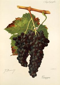 Grappu-drue af J. Troncy af Jules Troncy