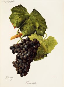 Grenache drue af J. Troncy