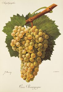 Gros Bourgogne drue af J. Troncy