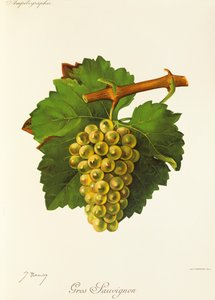 Gros Sauvignon drue af J. Troncy af Jules Troncy