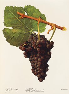 Herbemont drue af J. Troncy af Jules Troncy