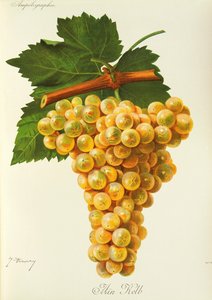 Marsanne drue af J. Troncy af Jules Troncy