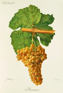 Marsanne drue af J. Troncy