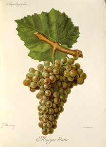 Mauzac Blanc drue af J. Troncy af Jules Troncy