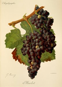 Merlot drue af J. Troncy