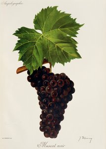 Muscat Noir drue af J. Troncy af Jules Troncy