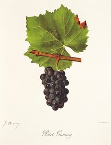 Petit Gamay drue af J. Troncy