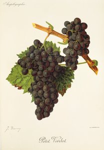 Petit Verdot drue af J. Troncy af Jules Troncy