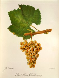 Pinot Blanc Chardonnay drue af J. Troncy