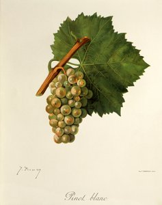 Pinot Blanc drue af J. Troncy