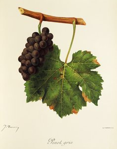 Pinot Gris drue af J. Troncy