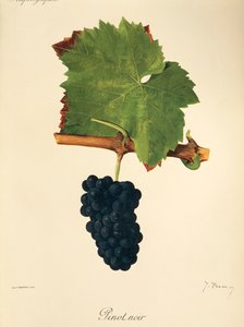 Pinot Noir drue af J. Troncy