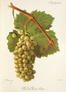 Pis-de-Chevre Blanc drue af J. Troncy af Jules Troncy
