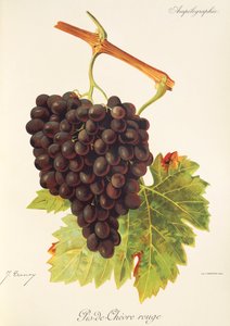 Pis-de-de-chevre rouge drue af J. Troncy af Jules Troncy