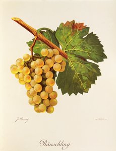 Rauschling-drue af J. Troncy af Jules Troncy