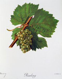 Riesling druer af Jules Troncy fra Ampelographie, Traite general de viticulture (Ampelography, General Treaty of Viticulture), bind II, af Pierre Viala (1859-1936) og Victor Vermorel (1848-1927), Paris
