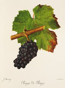 Rouge de Bouze drue af J. Troncy af Jules Troncy