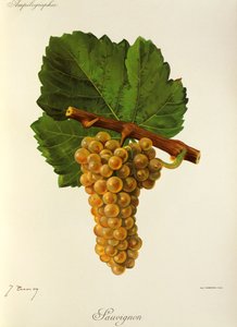 Sauvignon drue af J. Troncy af Jules Troncy