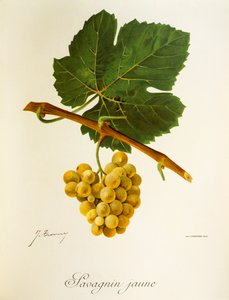 Savagnin Jaune drue af J. Troncy af Jules Troncy
