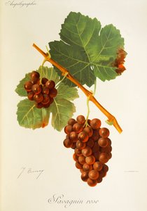 Savagnin Rose drue af J. Troncy af Jules Troncy