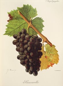 Grape Sciaccarello af J. Troncy af Jules Troncy
