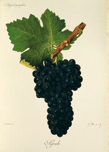 Syrah drue af J. Troncy