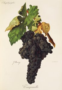 Tempranillo drue af J. Troncy