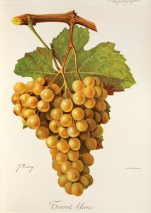 Terret Blanc drue af J. Troncy af Jules Troncy