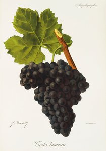 Lameira drue blæk af J. Troncy af Jules Troncy