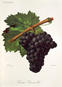 Rød gul drue af J. Trncy af Jules Troncy