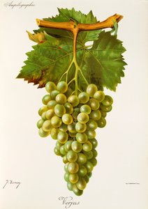 Verjus drue af J. Trncy af Jules Troncy