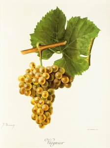 Viognier drue af J. Troncy