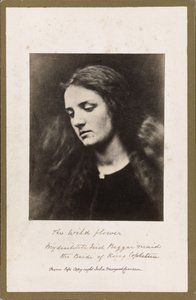 Den vilde blomst af Julia Margaret Cameron
