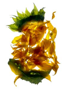 Chiquita Sunflower (digitalt fotogram, digitalt originaltryk)