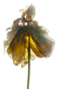 Peony Stand White (digitalt fotogram, digitalt originaltryk)