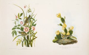 Strandfinke/græsfinke, eller bugtvinget spurve, efter J.J. Audubons 