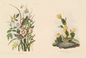 Strandfink; og Graffinke eller Bay-Winged Bunting af Julius Bien after John James Audubon