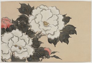 Hundrede verdeners blomster (Momoyogusa): Pæoner (Fukamigusa) af Kamisaka Sekka