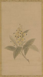 En gren af mispel, Edo-periode, 1600-tallet. af Kanō Tan’yū