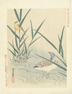 Vandfugl ser på gul sangfugl Blomster- og fugleskitser af Kano Tsunenobu (serietitel) Kano Tsunenobu kacho gafu (serietitel på objekt)